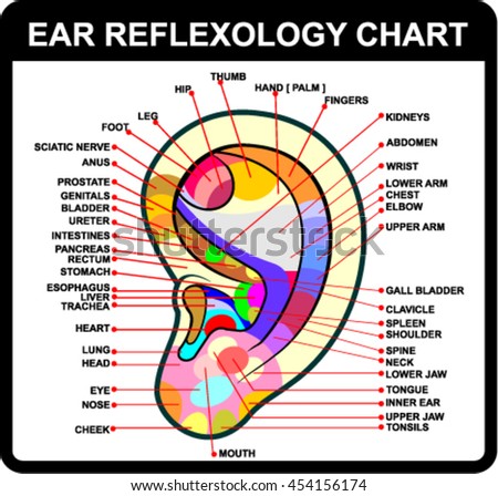 Ear Reflexology Chart Accurate Description Corresponding Stock Vector ...