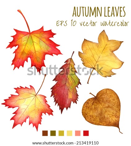 autumn leaves a watercolor on a white background. vector illustration