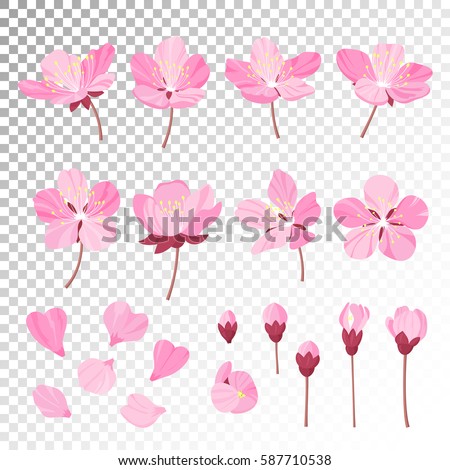 Set of beautiful cherry tree flowers isolated on transparent background. Collection of pink sakura or apple blossom, japanese cherry tree. Floral spring design elements. Vector illustration