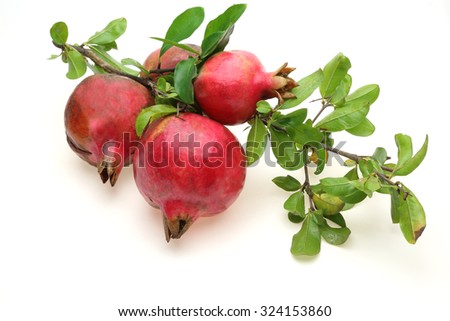 Download Pomegranate Branch Stock Images, Royalty-Free Images ...