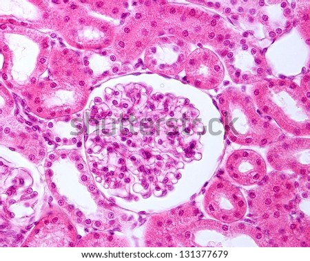 capsule bowman renal kidney under glomerular corpuscle microscope seen glomerulus tubules light capillaries shutterstock histology nephron section bowmans calvo luis