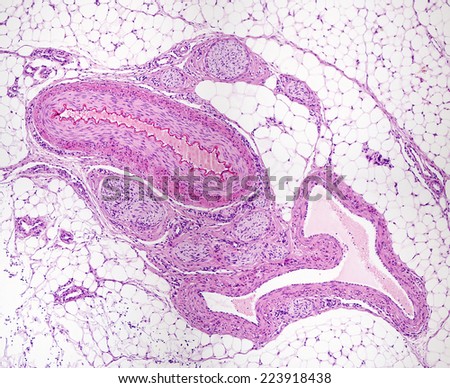 Micrograph Stock Photos, Images, & Pictures | Shutterstock