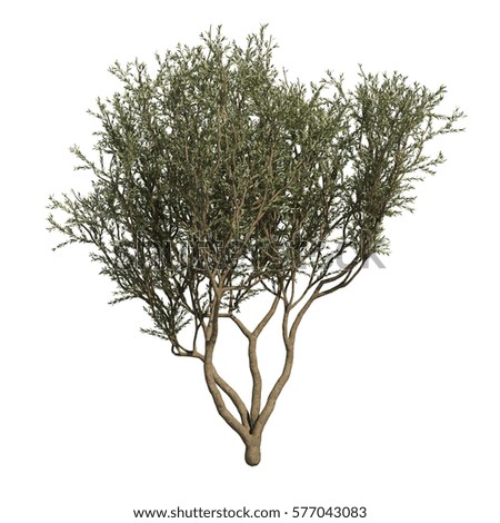 3d Rendering Fruitless Olive Tree Stock Illustration 577043083 ...