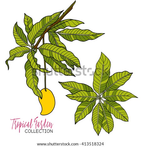 Mango Tree Stock Vectors & Vector Clip Art | Shutterstock