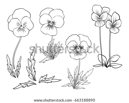 Violet Flowers Set Outline Flowers Stock Vector 663188890 - Shutterstock