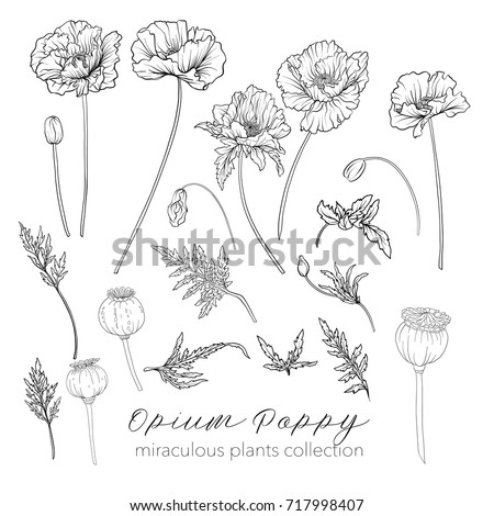 Poppy Outline Stock Images, Royalty-Free Images & Vectors | Shutterstock