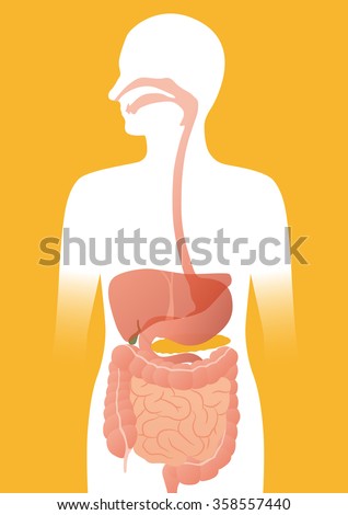 Human Digestive System Stock Images, Royalty-Free Images & Vectors ...