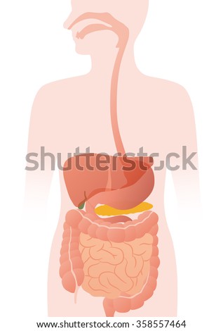 Human Digestive System Stock Images, Royalty-Free Images & Vectors ...