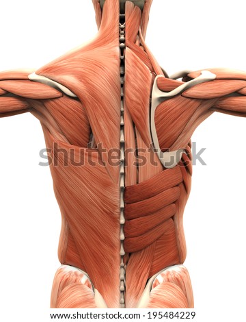 Muscular Anatomy Back Stock Illustration 195484229 - Shutterstock