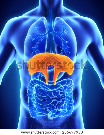 Human Kidneys Anatomy Stock Illustration 256695604 - Shutterstock