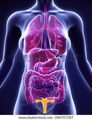 Oviduct Stock Images, Royalty-Free Images & Vectors | Shutterstock