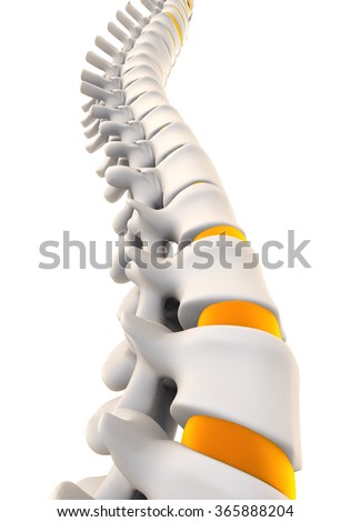Human Spine Anatomy