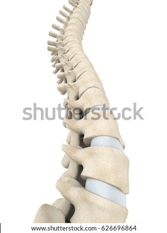Human Spine Anatomy. 3D rendering