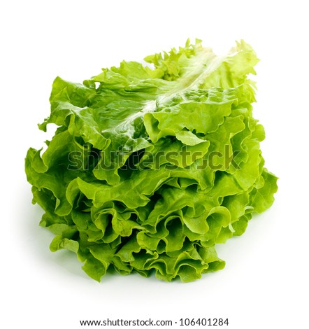 background rows of fresh lettuce leaves on a garden fresh lettuce 