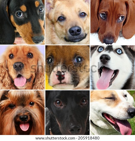 Dog Portraits Collage Stock Photo 238949410 - Shutterstock