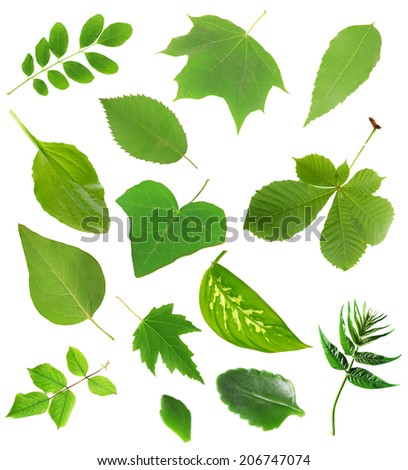 Set Different Tree Leaves Stock Photo 78157156 - Shutterstock