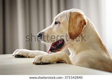 Dog Begging In The Kitchen Getting Food Dog Begging In The Kitchen Getting Food