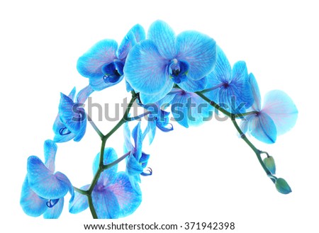 Blue Pink Orchid Flower On White Stock Photo 103989107 - Shutterstock