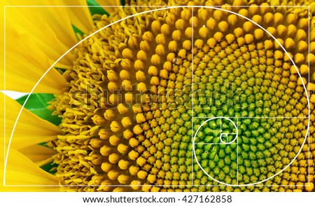 Sunflower Fibonacci Spiral Clip Art