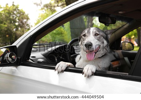 Dachshund Dog Staring Out Car Window Stock Photo 97471130 - Shutterstock