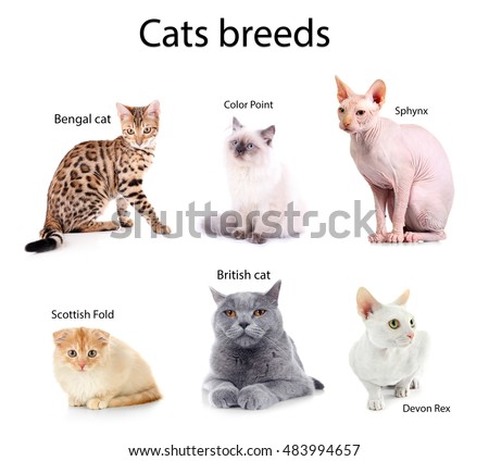 Cat Names Stock Images, Royalty-Free Images & Vectors | Shutterstock