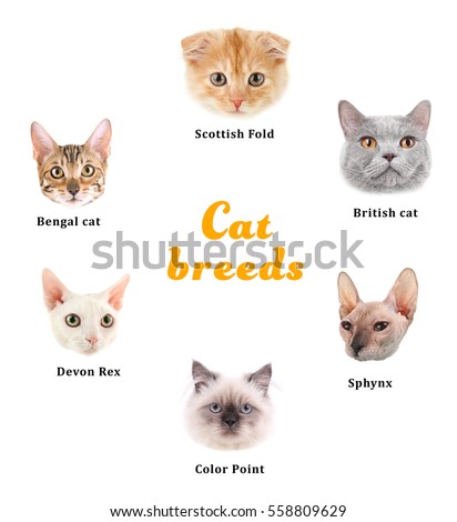 Cute Cats Names Breeds On White Stock Photo (Edit Now ...