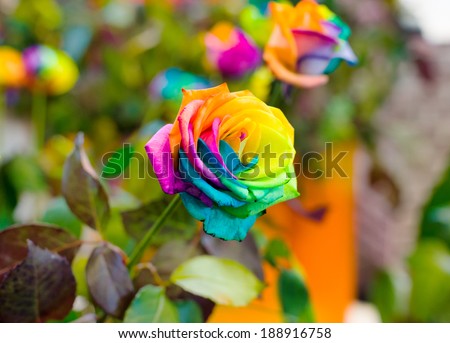 Rainbow rose Stock Photos, Images, & Pictures | Shutterstock