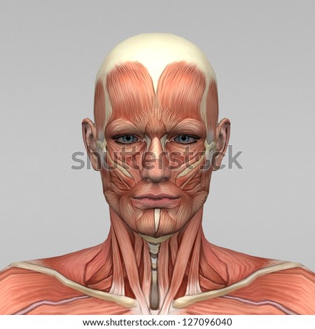 Body Without Skin Anterior View Stock Illustration 77426464 - Shutterstock