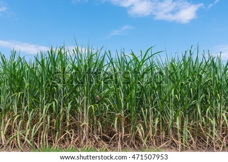 Sugarcane field in the north of Thailand.