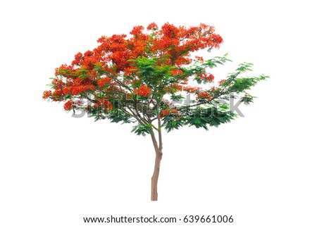 Flame Tree Royal Poinciana Tree Beautiful Foto de stock (libre de