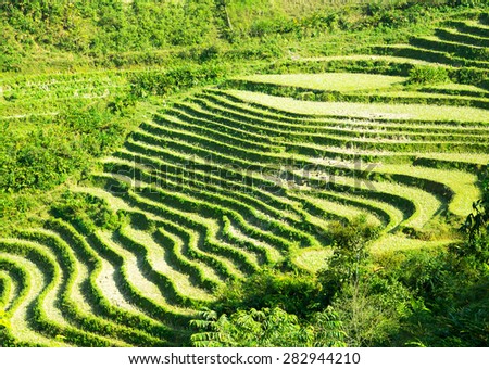 Landscape of Terraced Rice Field hill Sa Pa. Lao cai, Vietnam