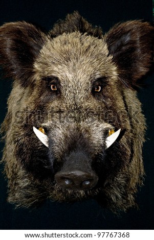 Wild-hog Stock Images, Royalty-Free Images & Vectors | Shutterstock