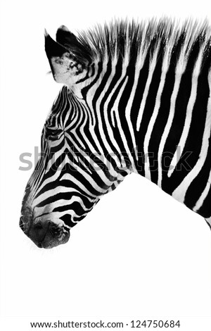 Zebra Stock Vector 96574564 - Shutterstock