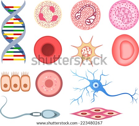 skin cells stock photos royalty free images vectors cell stock photos royalty free images vectors skin cells stock photos royalty free images vectors cell stock photos royalty free images vectors