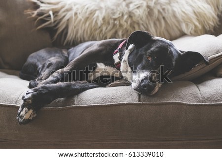 Download Pitbull Stock Images, Royalty-Free Images & Vectors ...