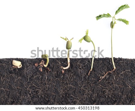 Germination growth plants
