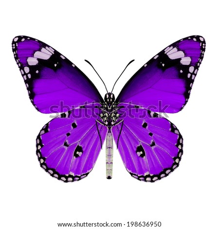 Purple Butterfly Isolated On White Background Stock Photo 44004850 