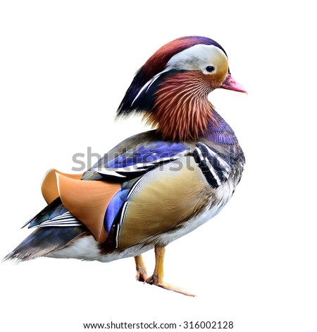 Mandarin Duck Stock Images Royalty Free Images Vectors Mandarin Duck Stock Images Royalty Free Images Vectors