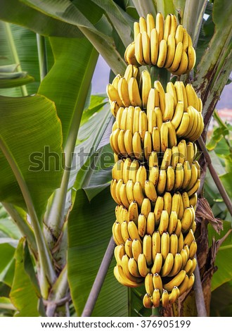 https://thumb1.shutterstock.com/display_pic_with_logo/139501/376905199/stock-photo-detailed-view-to-banana-tree-with-a-bunch-of-growing-ripe-yellow-bananas-376905199.jpg