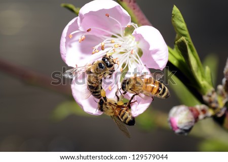 A few bees collect nectar on the pink of the peach blossom