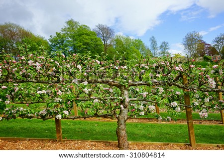 image gallery espalier apples image gallery espalier apples