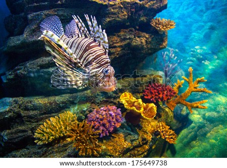 Juvenile lionfish over multicolored corals. Canon 5D Mk II.