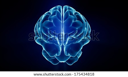 Brain Front Human View Stock Photos, Images, & Pictures | Shutterstock