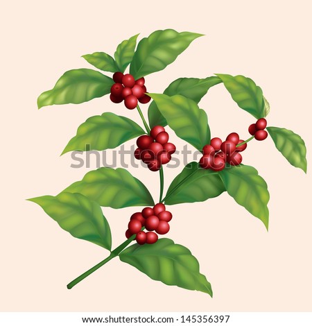 Coffee Tree Coffee Tree