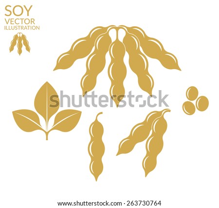 Soybean. Soy bean