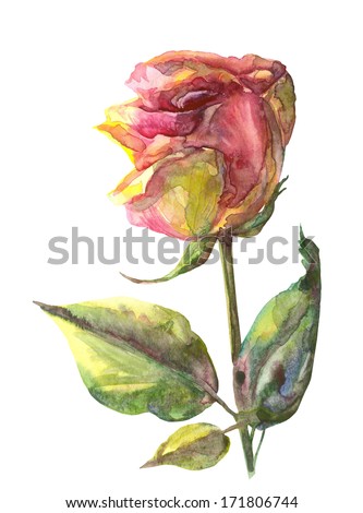 Long stem yellow roses Stock Photos, Images, & Pictures | Shutterstock