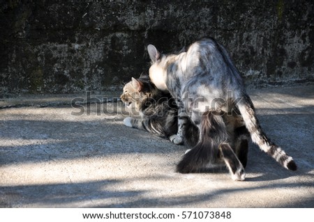 Cats Mating Stock Images, Royalty-Free Images & Vectors | Shutterstock