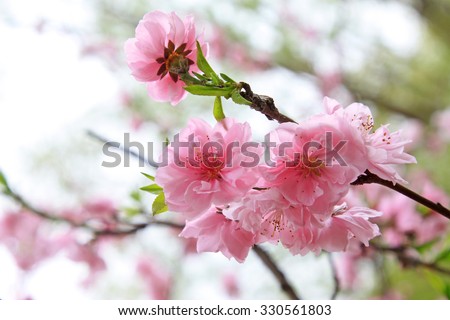 Peach flower blooming in the garden, closeup of photo