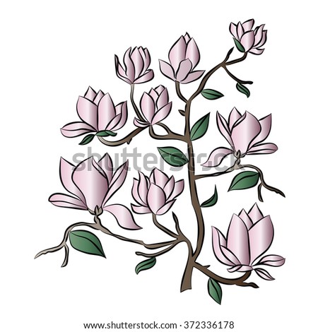 Handdrawn Magnolia Flower Set Vector Stock Vector 107270123 - Shutterstock