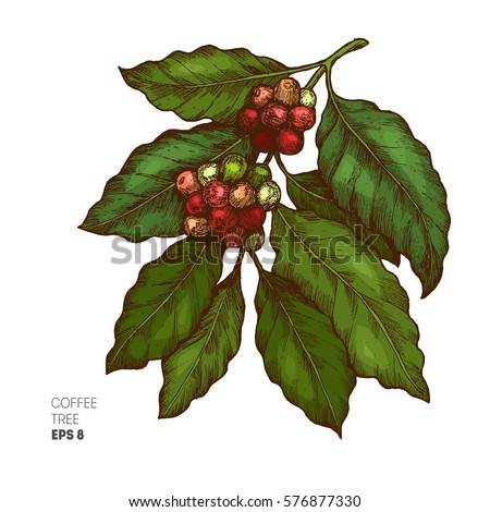 Coffee Tree Illustration Engraved Style Vintage Vector Coffee Tree Illustration Engraved Style Vintage Vector